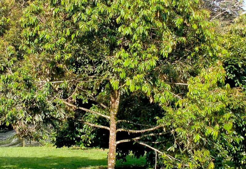 Durian Land for Sale @ Raub 