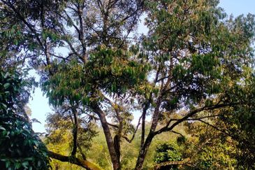 Durian Land for Sale @ Raub 