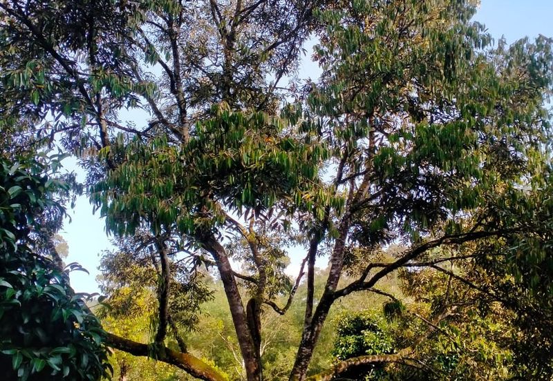 Durian Land for Sale @ Raub 