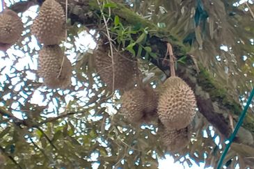 Durian Land for Sale @ Raub 