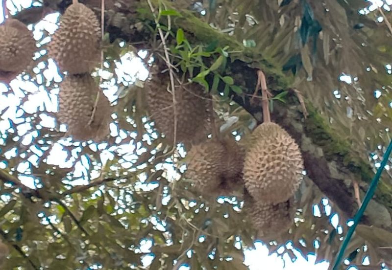 Durian Land for Sale @ Raub 