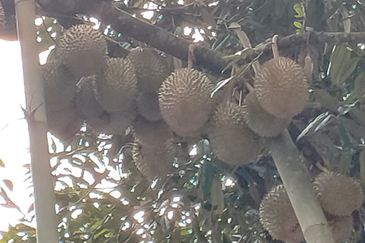 Durian Land for Sale @ Raub 