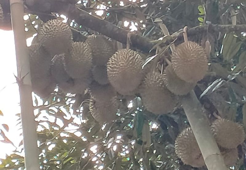 Durian Land for Sale @ Raub 