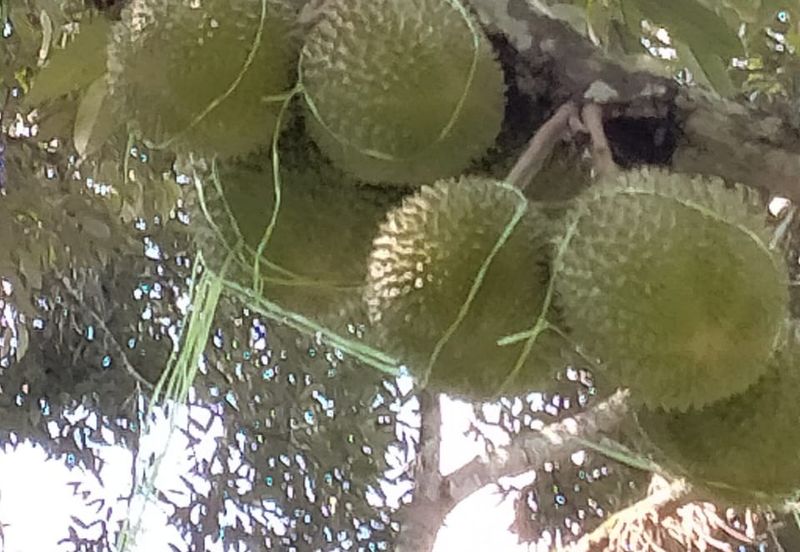 Durian Land for Sale @ Raub 