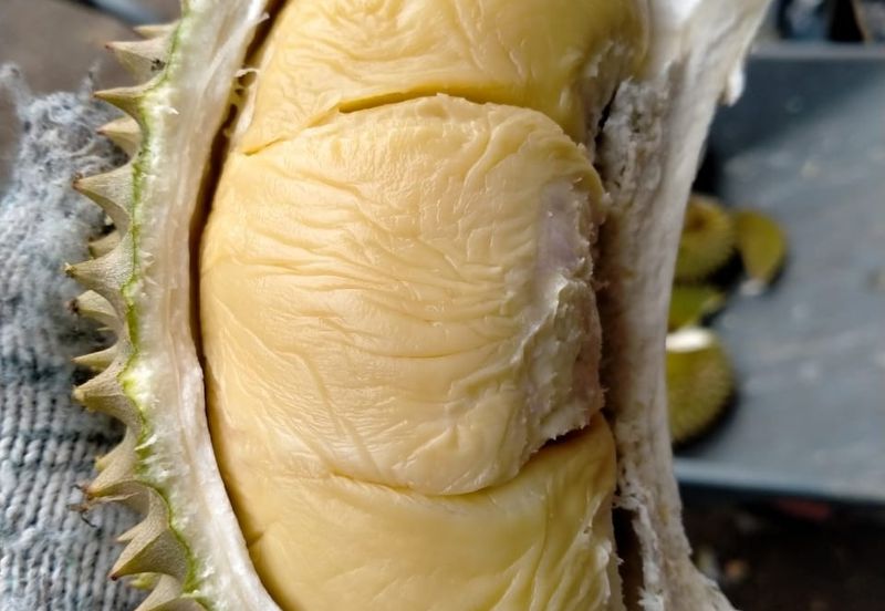 Durian Land for Sale @ Raub 