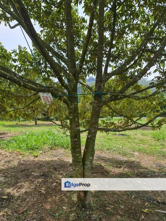 Raub Durian Land for Sale @ 4.8 Acres, Pahang, Raub