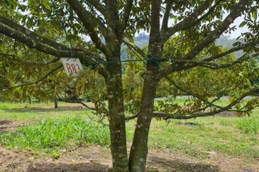 Raub Durian Land for Sale @ 4.8 Acres