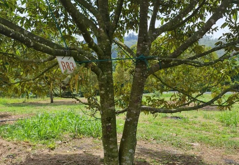 Raub Durian Land for Sale @ 4.8 Acres