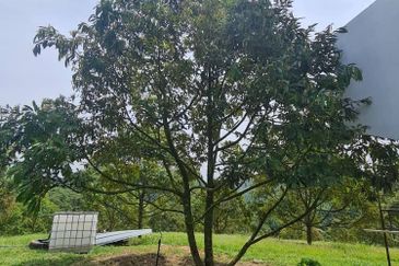 Raub Durian Land for Sale @ 4.8 Acres