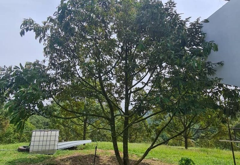 Raub Durian Land for Sale @ 4.8 Acres