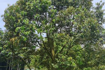 Raub Durian Land for Sale @ 4.8 Acres