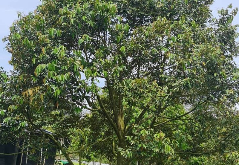 Raub Durian Land for Sale @ 4.8 Acres