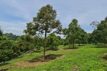 Raub Durian Land for Sale @ 4.8 Acres