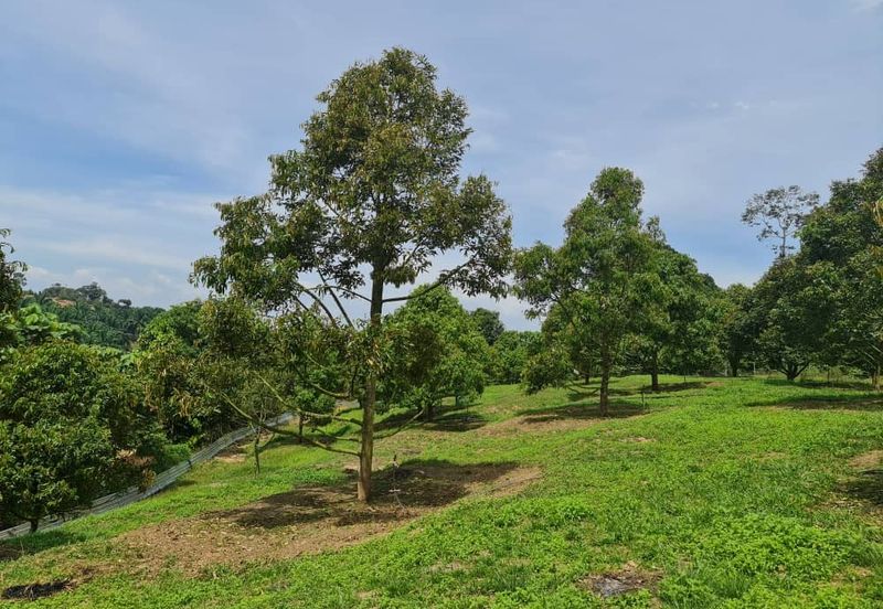 Raub Durian Land for Sale @ 4.8 Acres