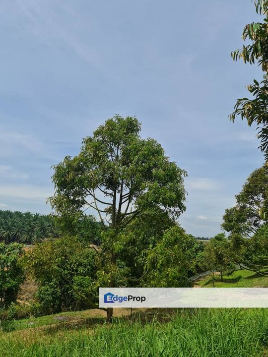 Raub Durian Land for Sale @ 4.8 Acres, Pahang, Raub