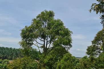 Raub Durian Land for Sale @ 4.8 Acres