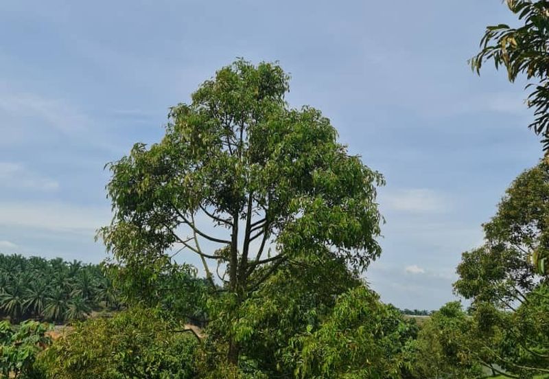 Raub Durian Land for Sale @ 4.8 Acres