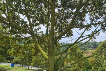 Raub Durian Land for Sale @ 4.8 Acres