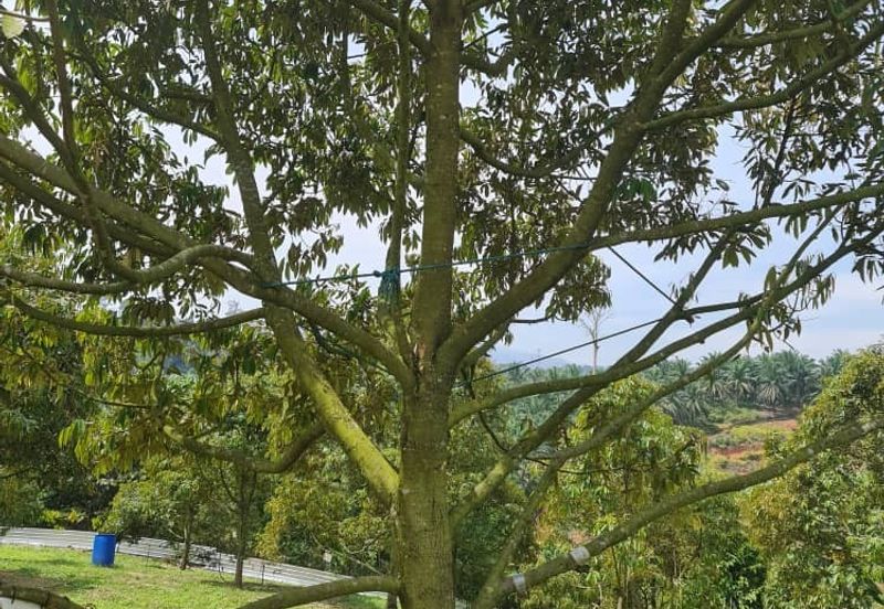 Raub Durian Land for Sale @ 4.8 Acres