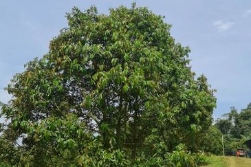 Raub Durian Land for Sale @ 4.8 Acres