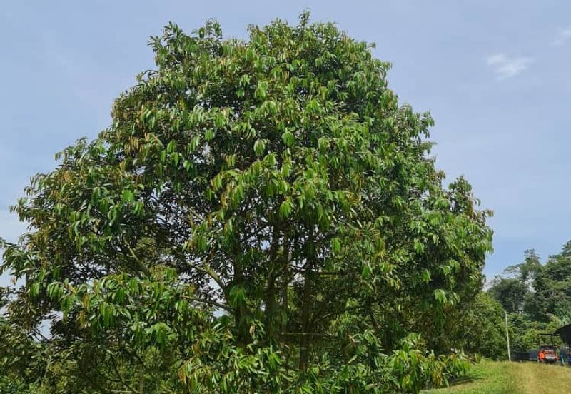 Raub Durian Land for Sale @ 4.8 Acres