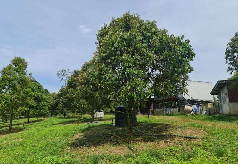 Raub Durian Land for Sale @ 4.8 Acres