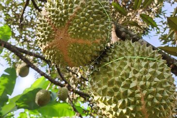 Durian Land for Sale @ Raub 