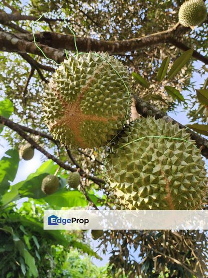 Durian Land for Sale @ Raub , Pahang, Raub