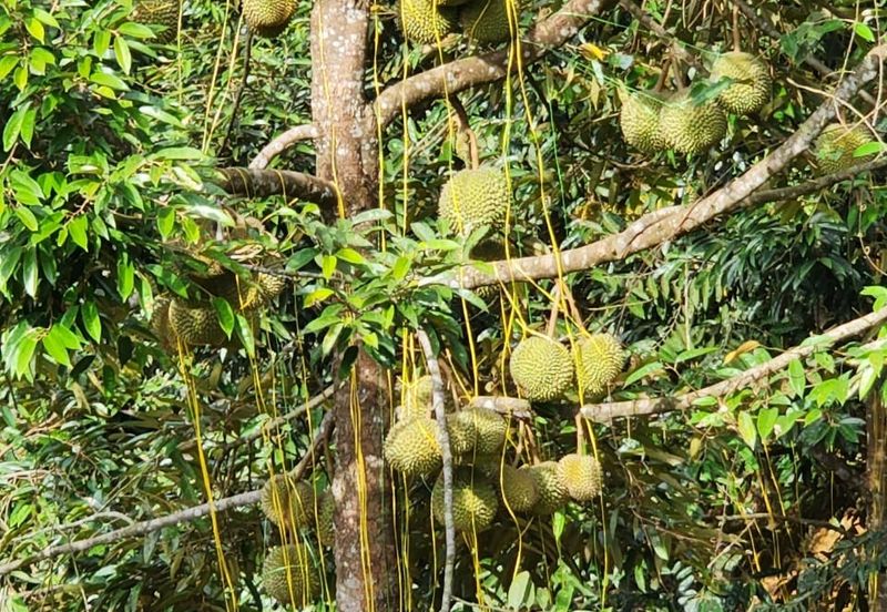 Durian Land for Sale @ Raub 