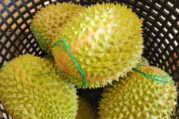 Durian Land for Sale @ Raub 