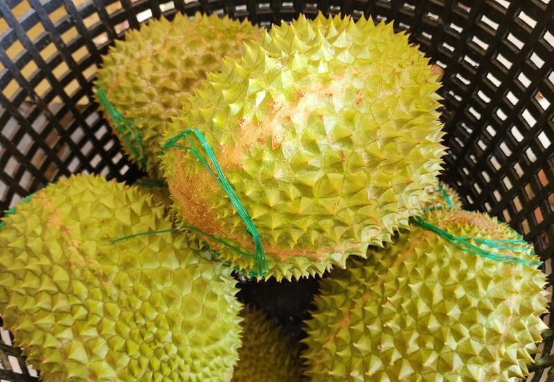 Durian Land for Sale @ Raub 