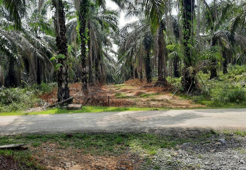 Crude Palm Oil Land for sale @ Jerantut