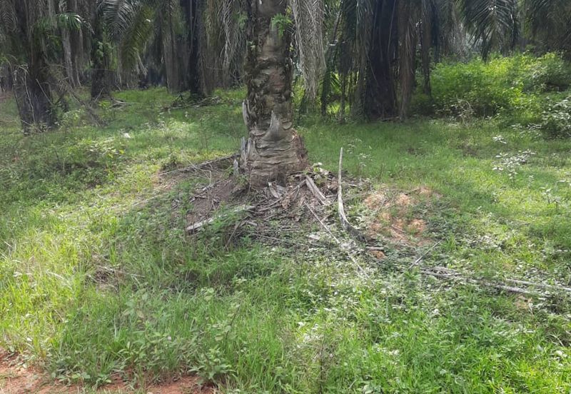 Crude Palm Oil Land for sale @ Jerantut