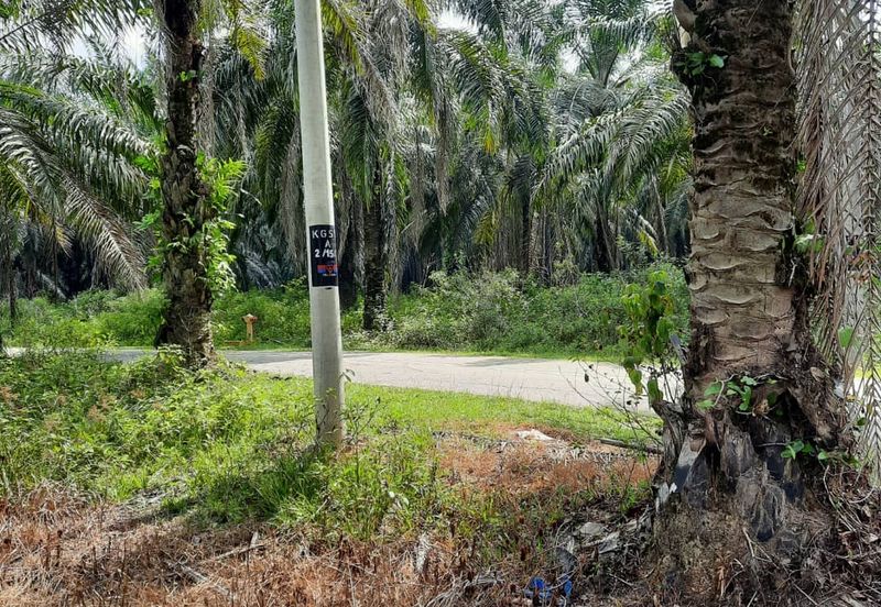 Crude Palm Oil Land for sale @ Jerantut