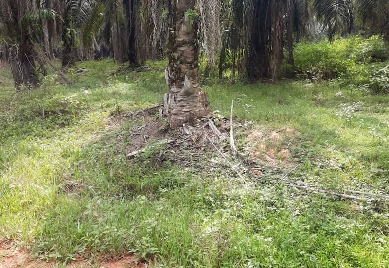 Crude Palm Oil Land for sale @ Jerantut