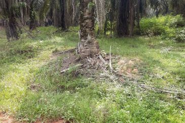 Crude Palm Oil Land for sale @ Jerantut