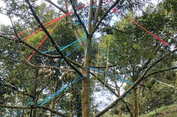 Premium Durian Land for Sale