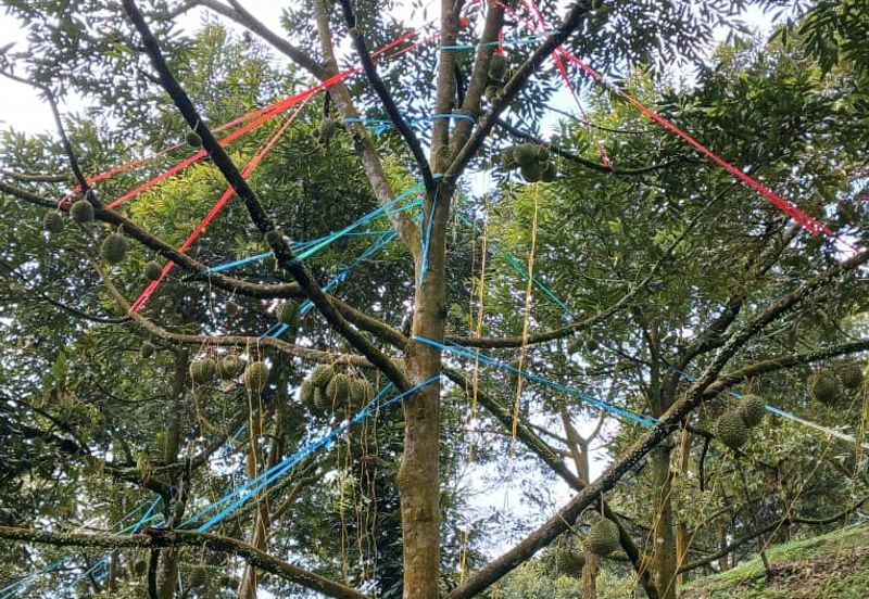 Premium Durian Land for Sale