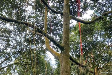 Premium Durian Land for Sale