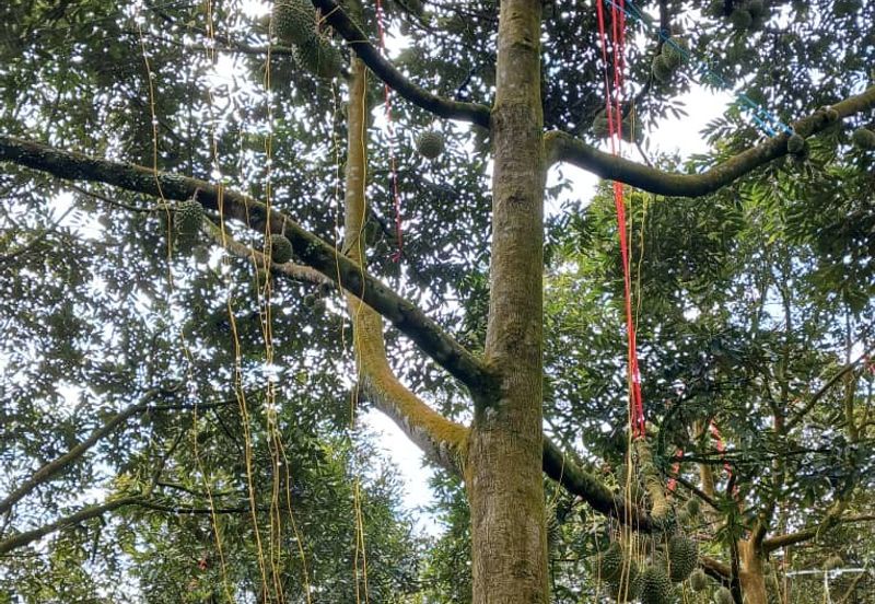 Premium Durian Land for Sale