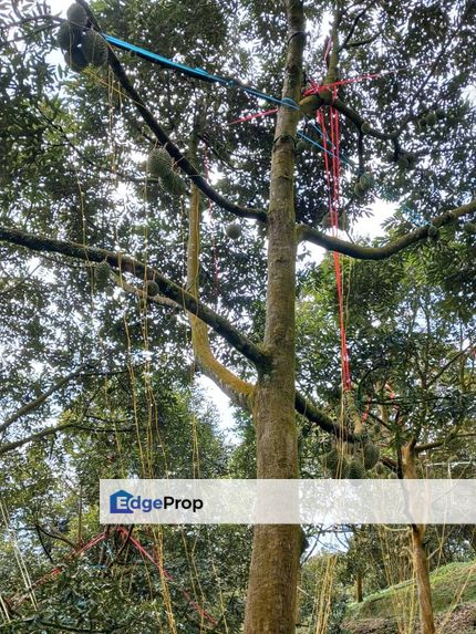 Premium Durian Land for Sale, Pahang, Bentong