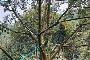 Premium Durian Land for Sale