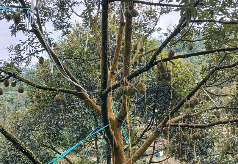 Premium Durian Land for Sale