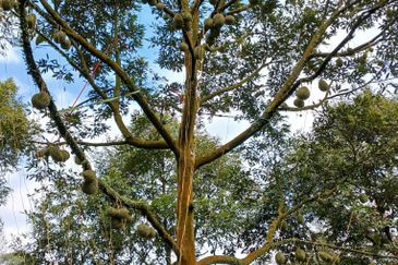 Premium Durian Land for Sale