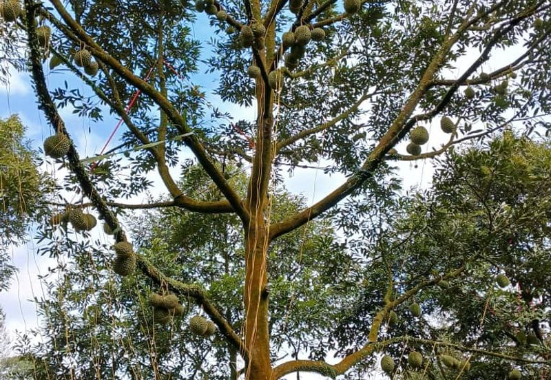 Premium Durian Land for Sale