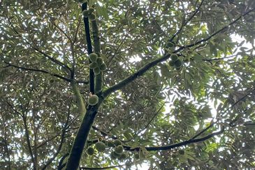 Premium Durian Land for Sale