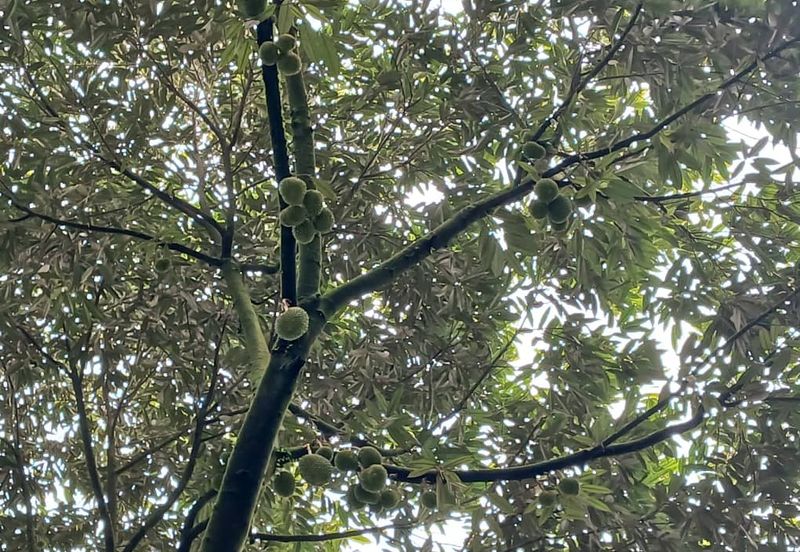 Premium Durian Land for Sale