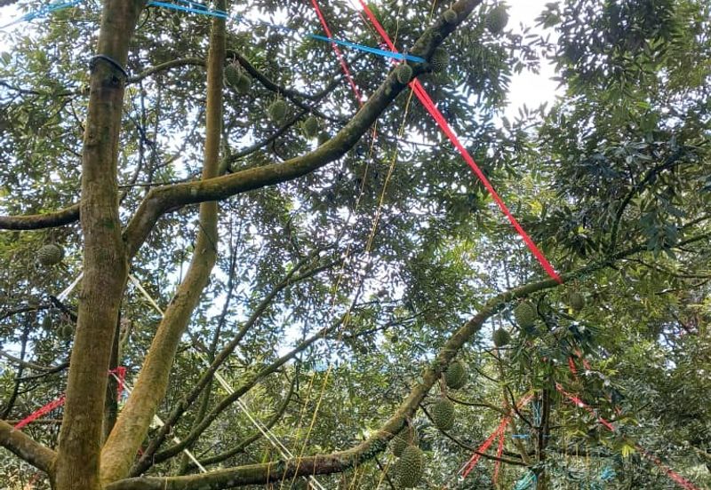 Premium Durian Land for Sale