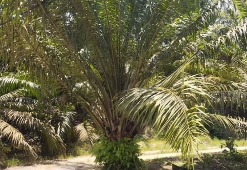 Premium Crude Palm Oil Land for sale 油棕芭出售