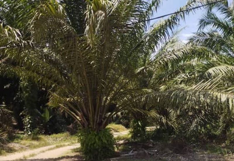 Premium Crude Palm Oil Land for sale 油棕芭出售
